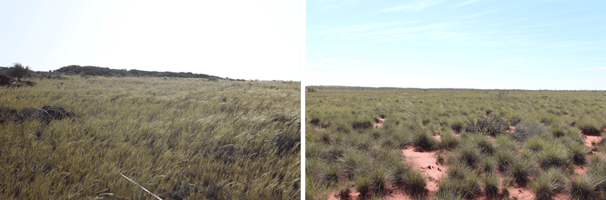 Split photo showing different types of Australian grass | Featured Image for a Vegetation Carbon Isoscape for Australia Page by TERN.