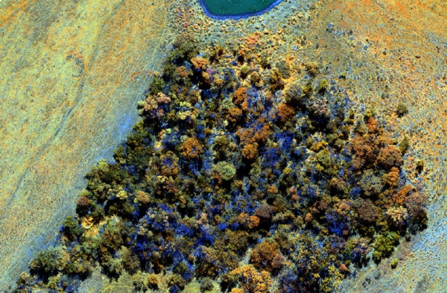 Aerial photo of a small forest.