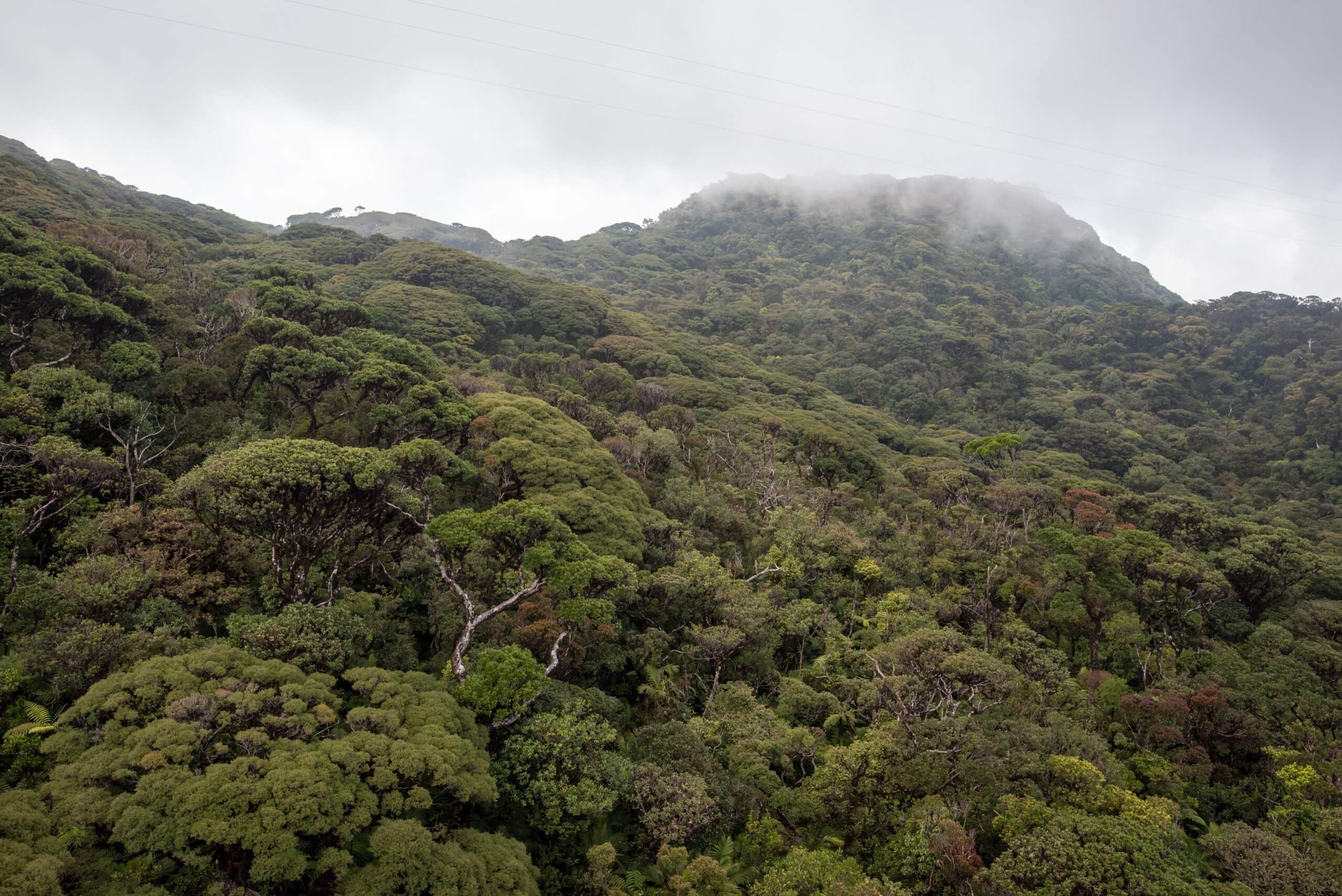 Photo of Far-North Queensland Forest | Featured Image for Climate, Forests and Nature Page by TERN.