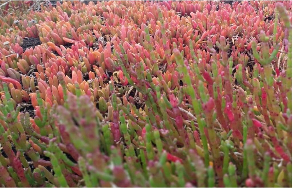 Pink flora on French Island | Featured Image for Site of the Month: French Island page by TERN.