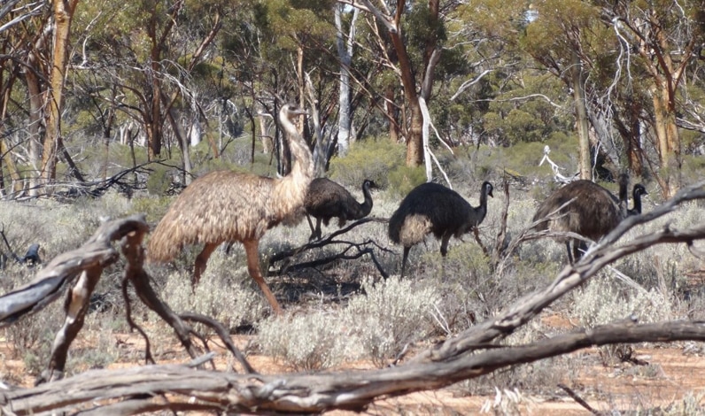 Emus | Featured image for Landscape Monitoring for Landscape Research at TERN.