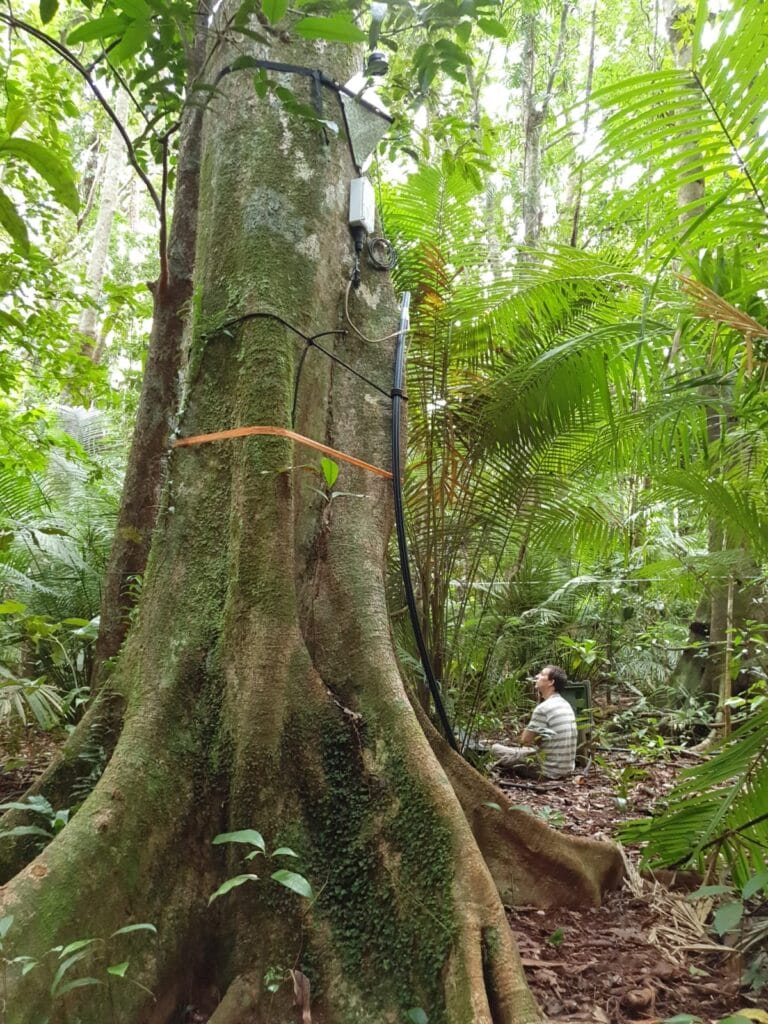 A scientist at TERN's Robson Creek SuperSite conducting forest research