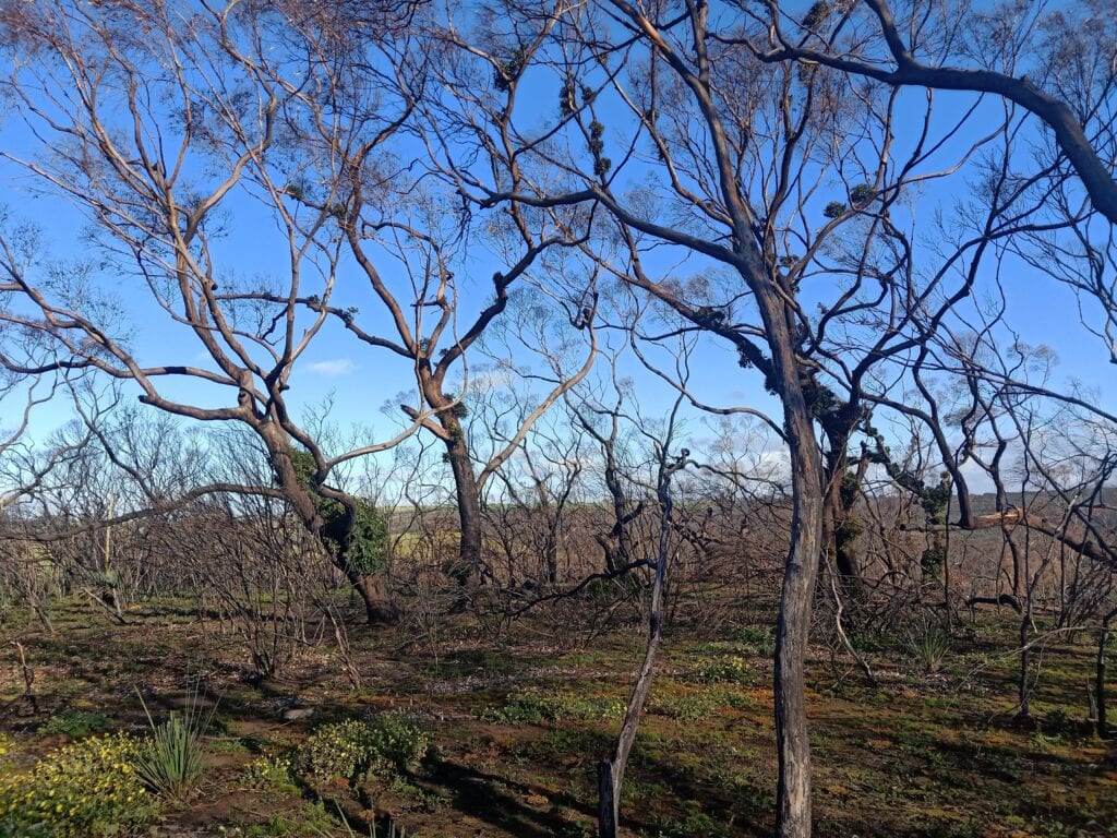 Image of trees out in the Australian bush | Featured Image for Monitoring the Impacts of Bushfires on Soils page by TERN.