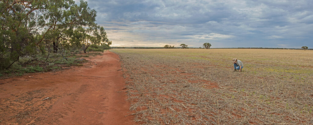 Photo of a person inspecting the ground on a crop farm | Featured Image for Old Field Restoration Improves Biodiversity and Soils and Large Parts of Australia Have Huge Potential to be Remediated Blog by TERN.