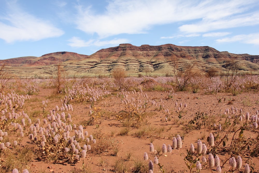 Photo of the Australian Outback | Featured Image for Next-Gen DNA Sequencing for Improved Environmental Impact Assessments Blog Page by TERN.