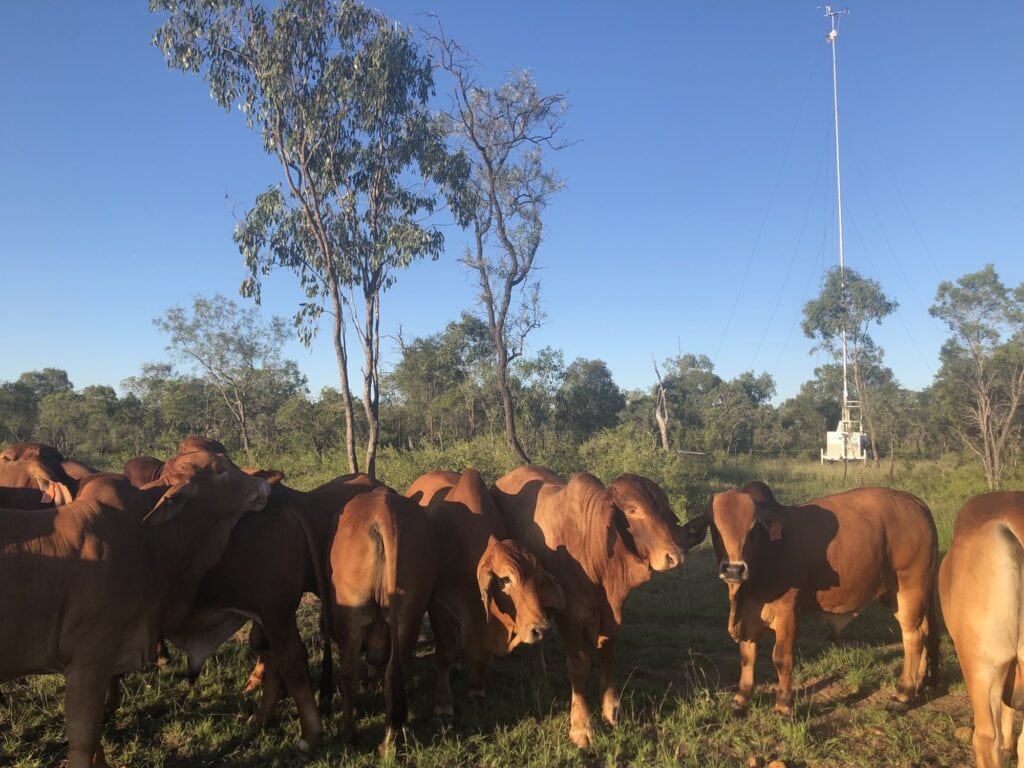 Cattle at TERN’s Queensland Fletcherview flux station site | Featured Image for Flux Research Infrastructure Helps Industry Monitor Agricultural Soil Carbon Sequestration page by TERN.