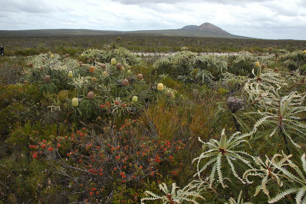 Flora found at Kwongan Cape | Featured Image for Centre Spotlight: Centre of Excellence in Natural Resource Management page by TERN.