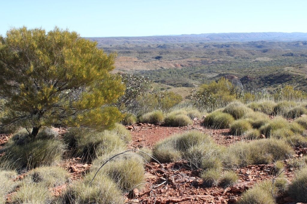 Photo of the Australian outback | Featured Image for Research Using TERN Data: Flowers, Biomes and a Mountain of Data page by TERN.