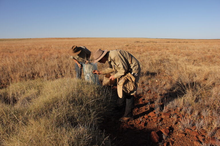 Photo of men taking grass samples in a field | Featured Image for Next-Gen DNA Sequencing for Improved Environmental Impact Assessments Blog Page by TERN.