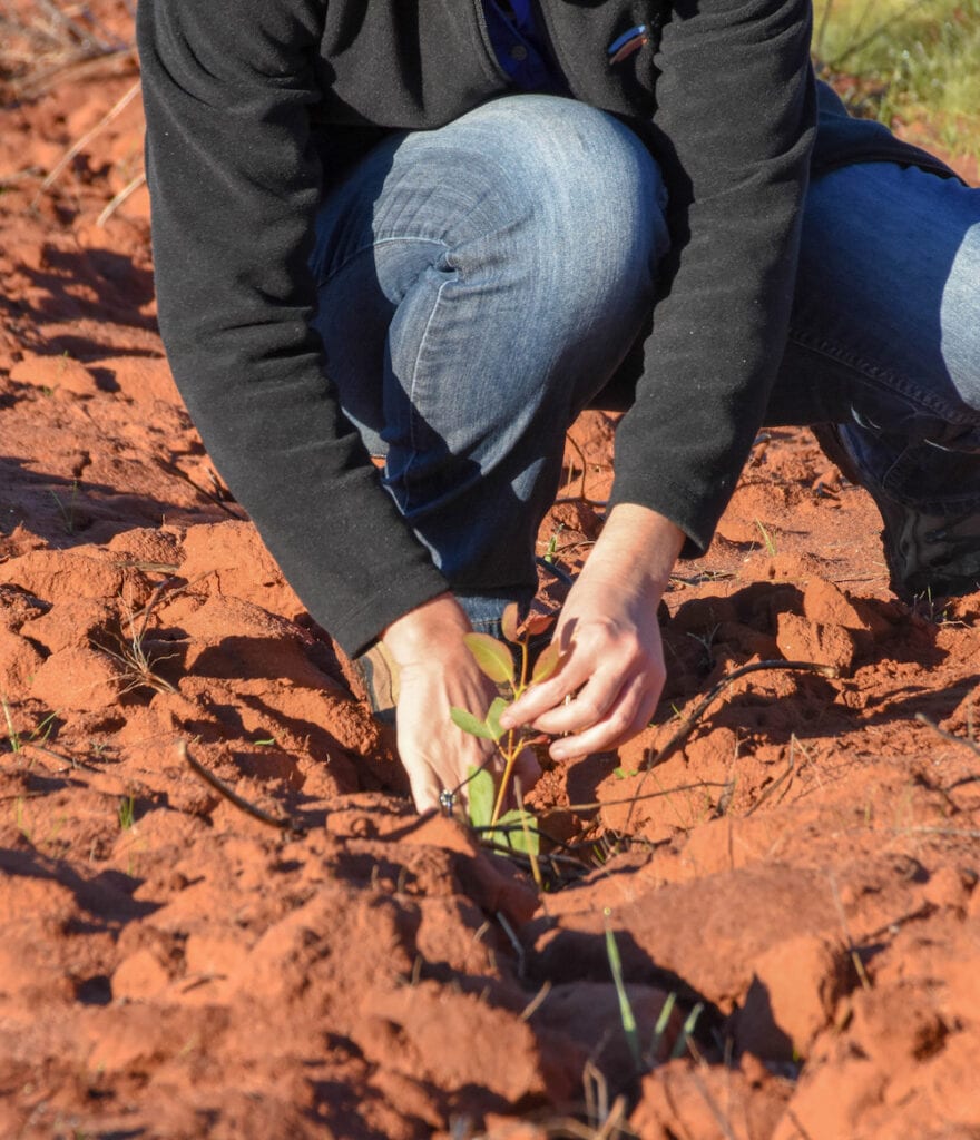 Photo of a person planting a small plant in the ground | Featured Image for Old Field Restoration Improves Biodiversity and Soils and Large Parts of Australia Have Huge Potential to be Remediated Blog by TERN.