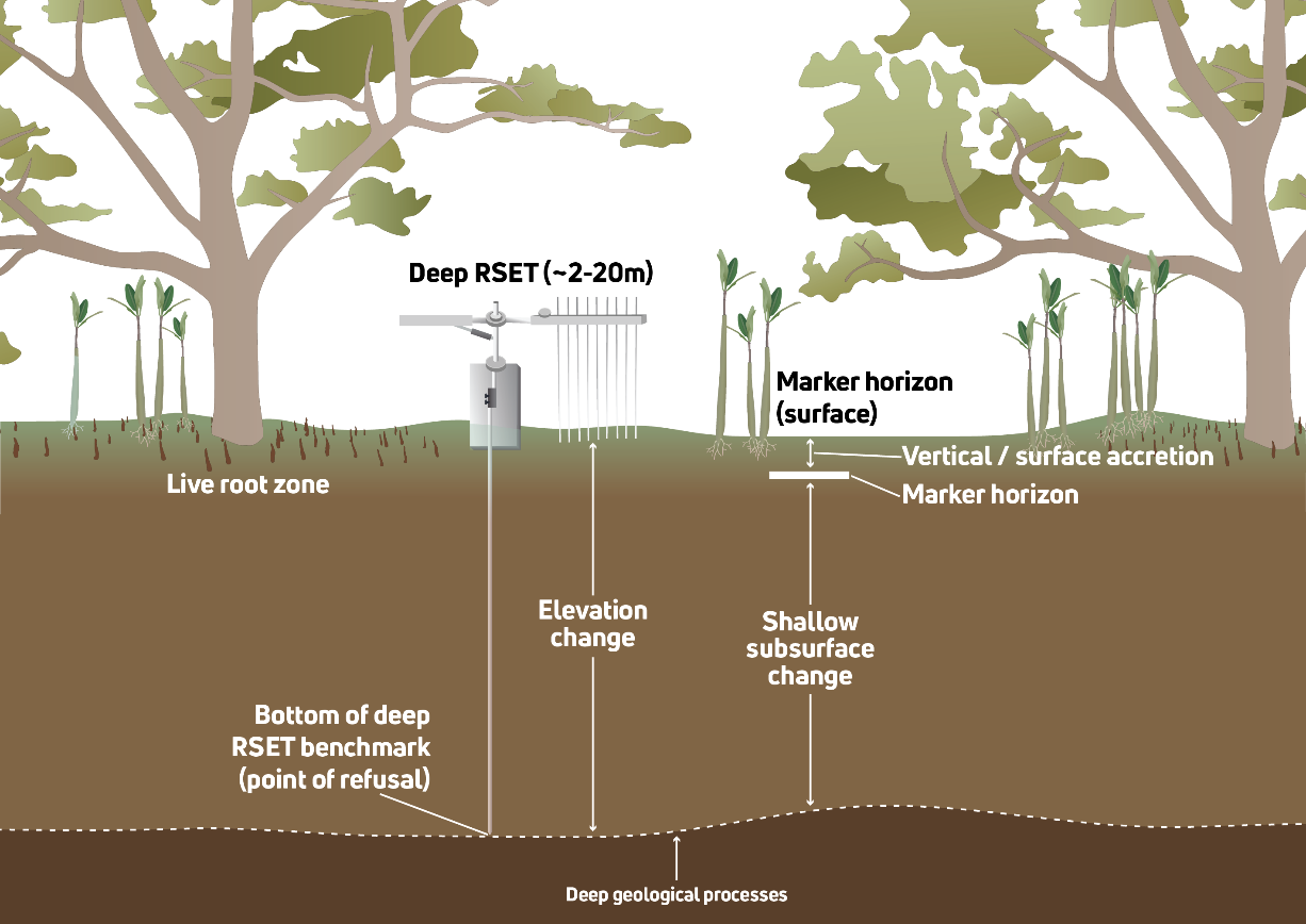 Conceptual diagram of a SET system in a tidal wetland