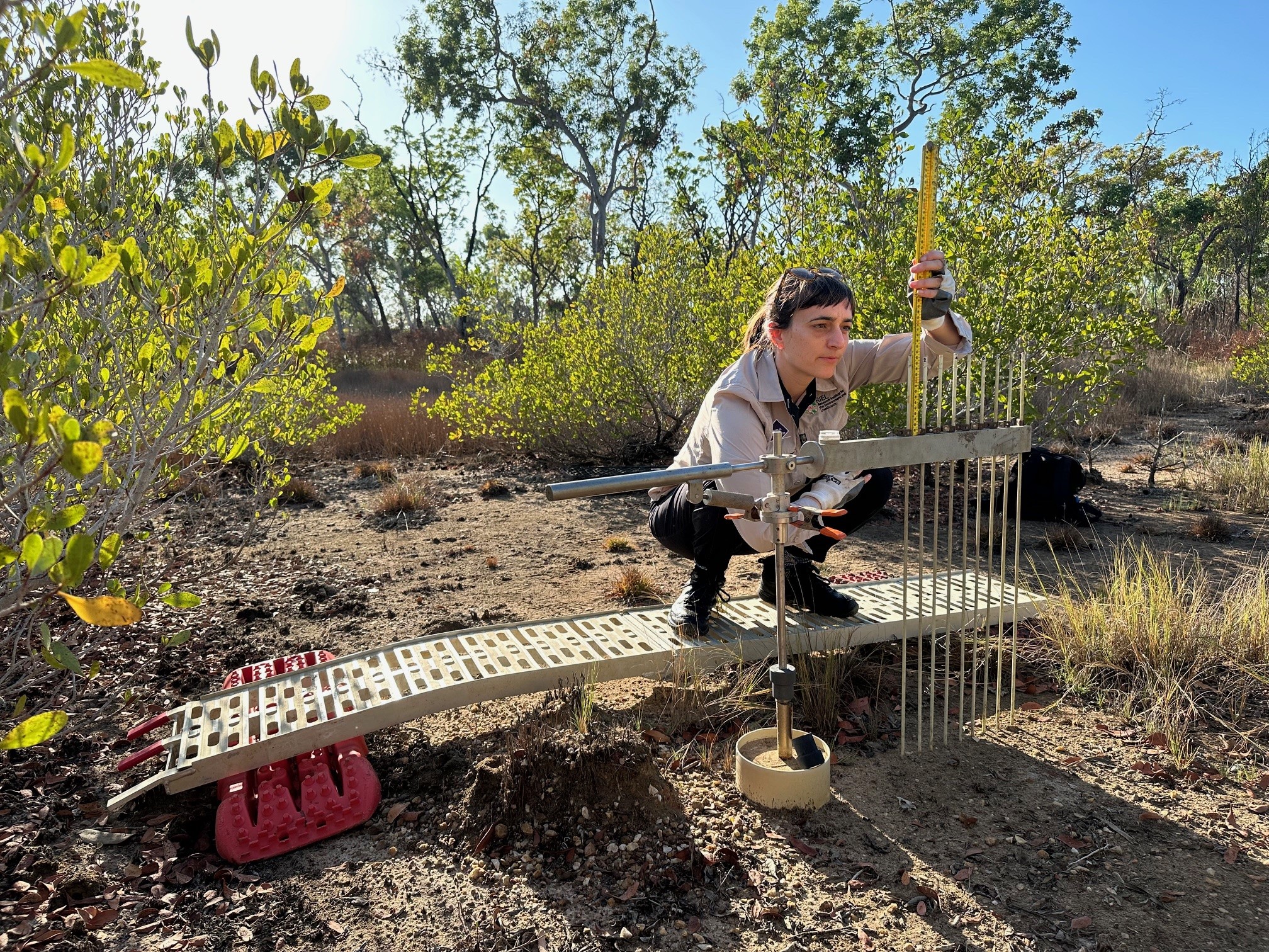 Researcher measuring a rod surface elevation table in Darwin Harbour