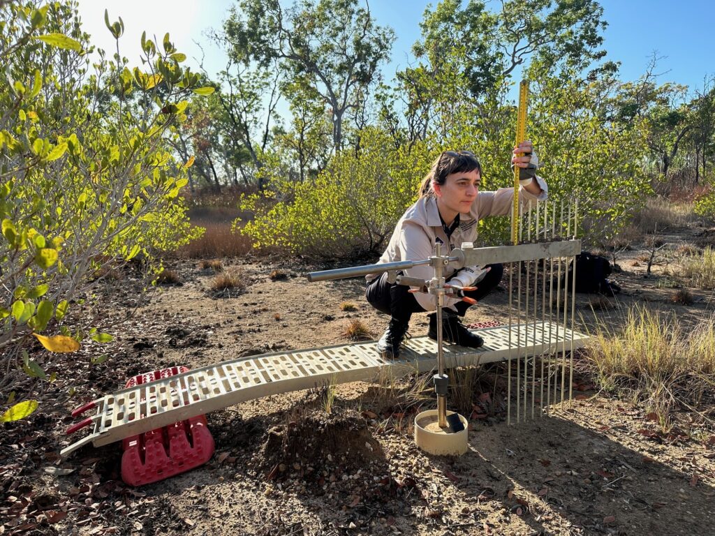 A scientist measuring mangroves