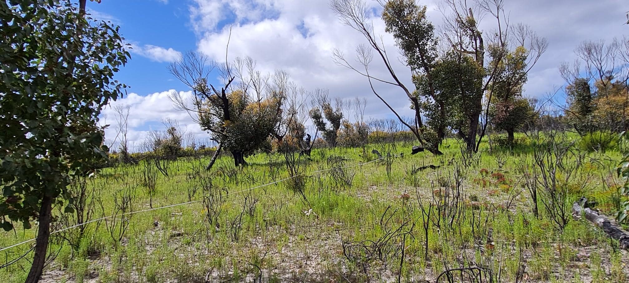 Photo of the Australian bush | Featured Image for Monitoring the Impacts of Bushfires on Soils page by TERN.