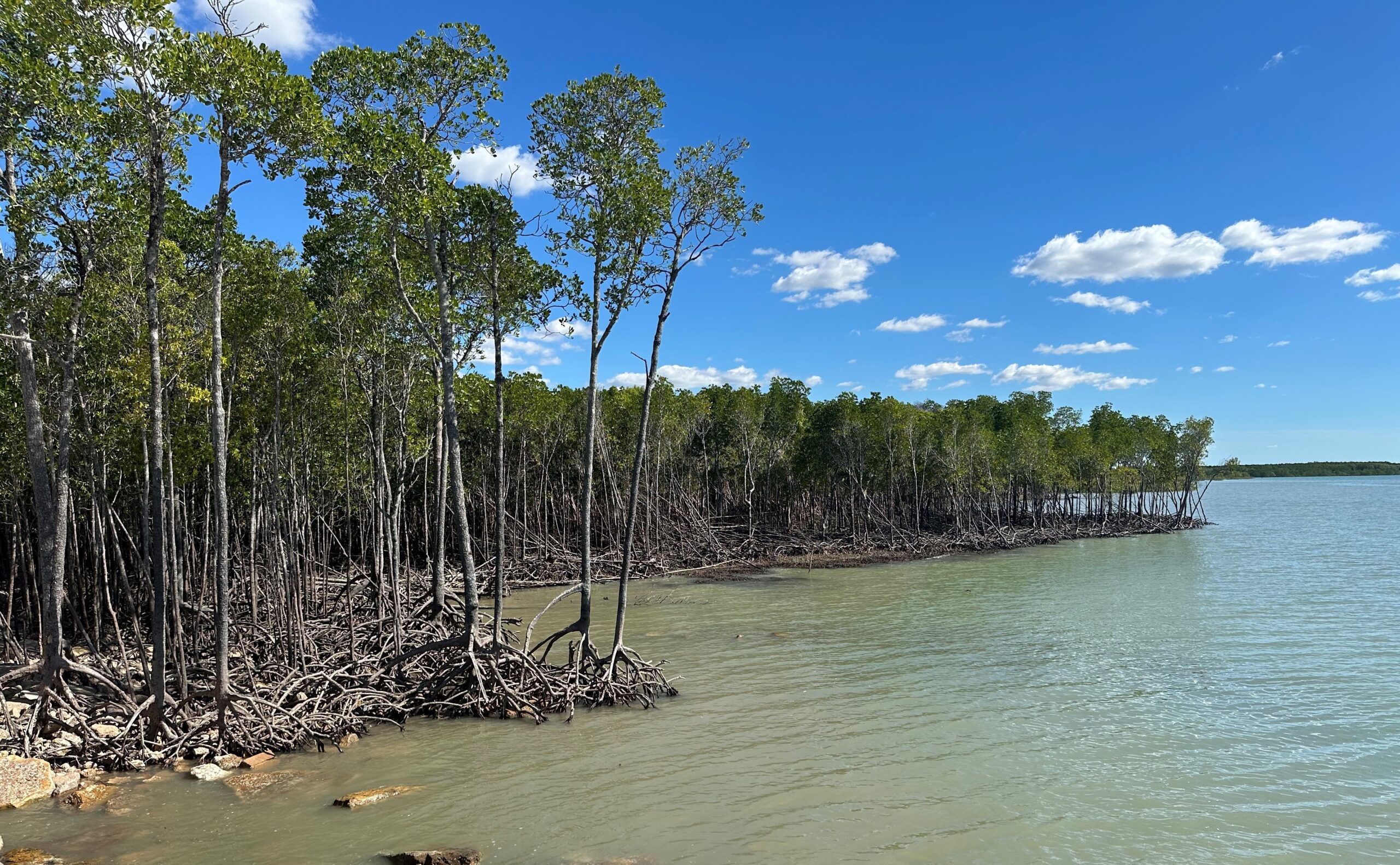 Mangroves at the edge of tidal wetlands