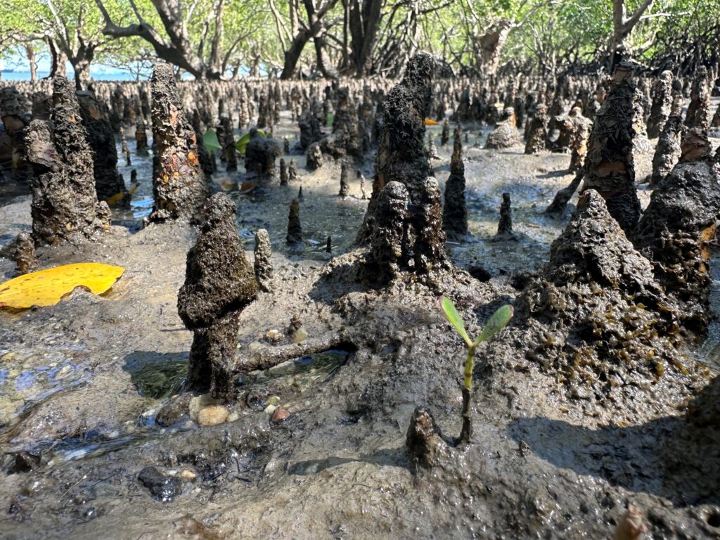 Mangrove seedlings