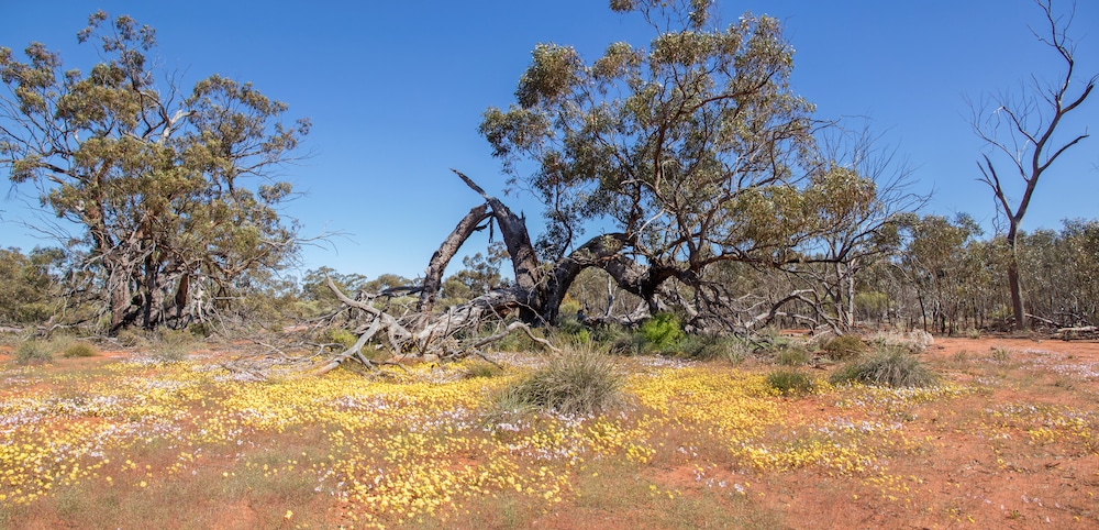 Photo of the Australian outback | Featured Image for Old Field Restoration Improves Biodiversity and Soils and Large Parts of Australia Have Huge Potential to be Remediated Blog by TERN.