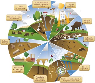 Infographic outlining roles of soil in agriculture | Featured Image for Living Soils in Agriculture Page by TERN.