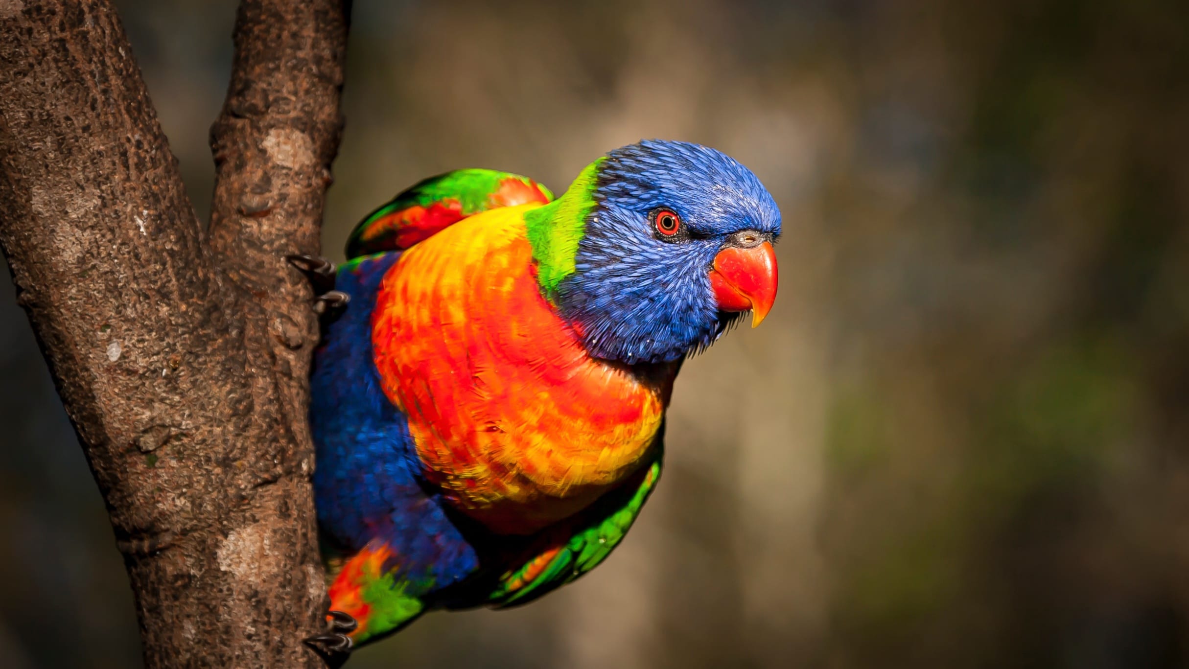 Photo of a Rainbow Lorikeet on a tree | Featured Image for TERN'S Web-Based App Tested by Brisbane Bird Watchers Page by TERN.