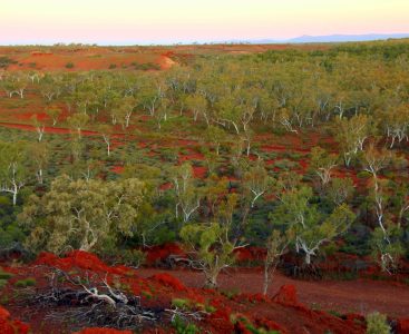Pilbara woodland, Australia (TERN)