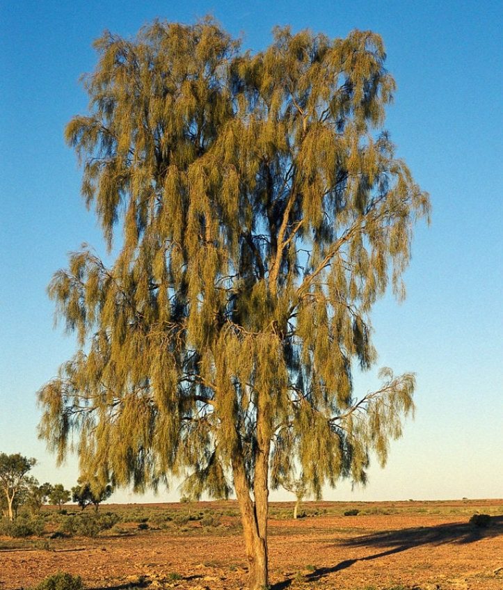 Waddy-wood Acacia peuce (Photo: Shaaron S)