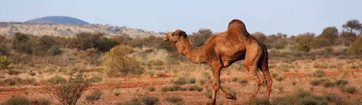 Camel running in the outback.