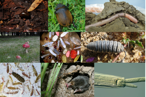 Photo of various animals and insects that live in soil | Featured Image for Living Soils in Agriculture Page by TERN.