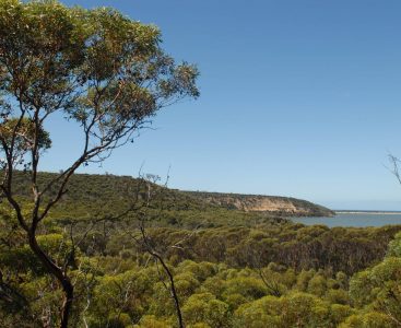 Landscape photo of the Australian bush | Featured Image for Centre Spotlight: Centre of Excellence in Natural Resource Management page by TERN.