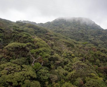 Photo of Far-North Queensland Forest | Featured Image for Climate, Forests and Nature Page by TERN.