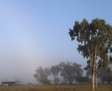 Fletcherview Early morning 1000