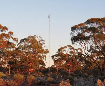 GWW_eucalypt_woodland_Esalmonophloia_Prober_2015_flux_tower-001_800