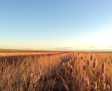 Photo of a field | Featured Image for Next-Gen DNA Sequencing for Improved Environmental Impact Assessments Blog Page by TERN.