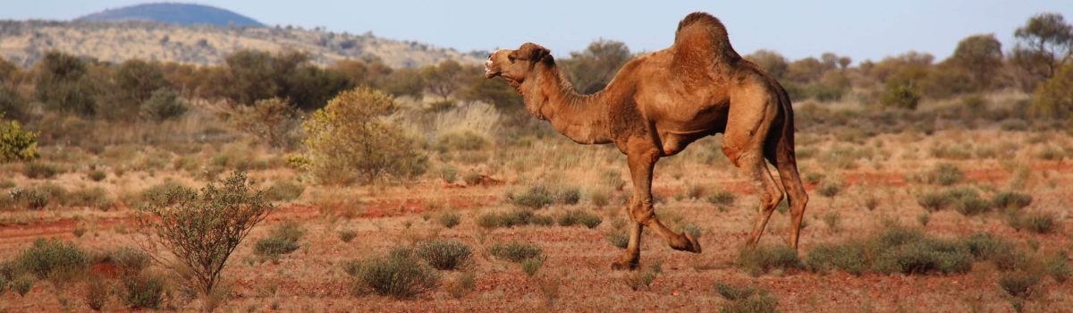 camel-pests-protocols