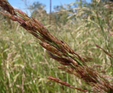 Johnson_Grass_JohnTannCCBY2.0viaWikimediaCommons