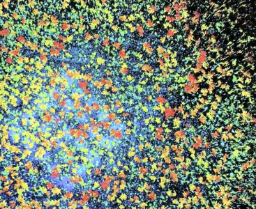 Photo of space | Featured Image for Verifying the Accuracy of Globally Important Space Based Imagery Blog by TERN.