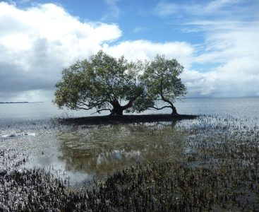 Mangroves 3