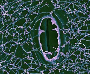 Rosa_epicuticular_wax_stoma