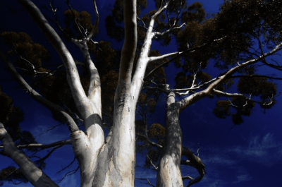 Photo of a tall Gum Tree | Featured Image for TERN Publishes New Biomass and Phenocam Data Sets Page by TERN.