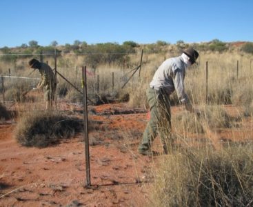 SimpsonDesertNutNetSite_CO_GWardle