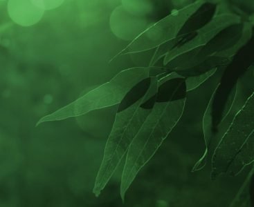 Sunlight glowing on a eucalyptus sapling | Featured Image for Delivering Data to Improve Reporting on Australia's Environment page by TERN.