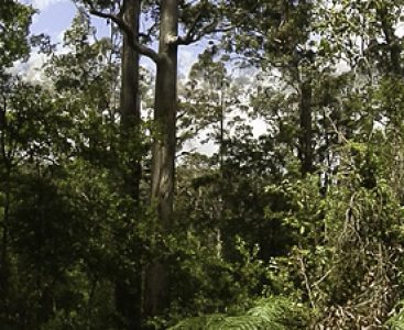 A corner post marks the edge of a plot in a forest
of tall (60m+) karri (Eucalyptus diversicolor) in
the Warren region of Western Australia
(Photo by Sam Wood)