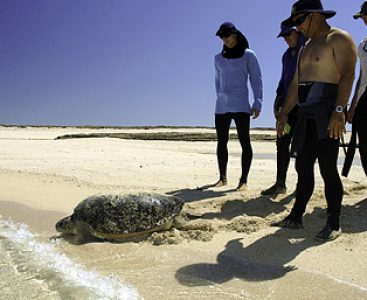 People watching green turtle Chelonia mydas returning to the ocean after nesting on the beach, Montebello and Barrow Islands Marine Conservation Reserves, Western Australia