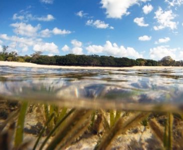 Seagrass beds in the shallows at Masig Island (aka Yorke Island), Torres Strait, Australia. No PR
