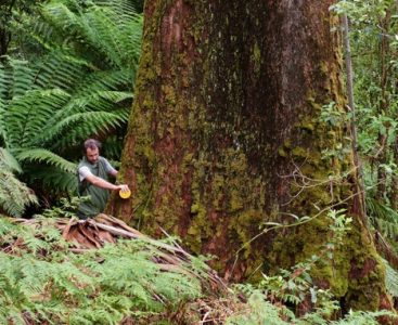Measuring diameter of old growth mountain ash
