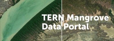 TERN Mangrove Data Portal | Featured image for Landscape Monitoring for Landscape Research at TERN.