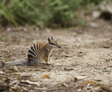 numbat-shutterstock