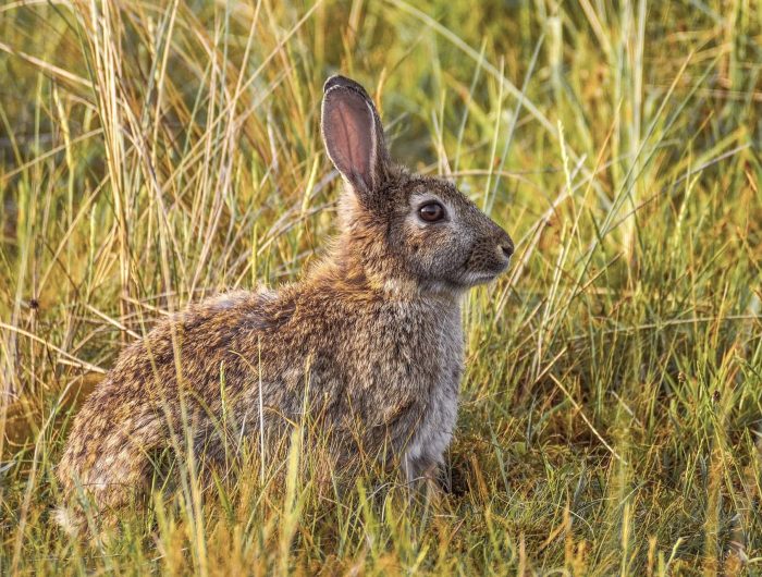Rabbit sitting in long grass.
