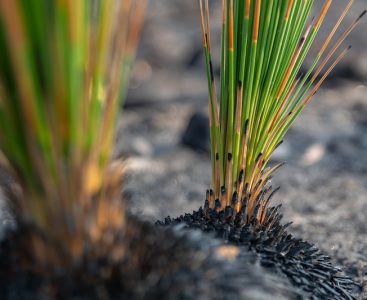 shutterstock_1626538999_800pix