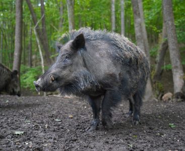 Wild Boar - pest fauna protocols | Featured Image for TERN Producing Australian Pest Fauna Monitoring Protocols page by TERN.