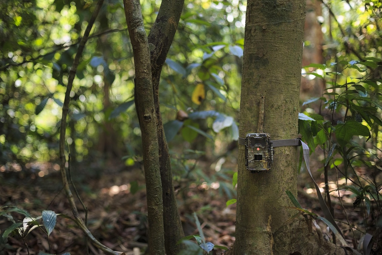 camera, trap, danger, forest, grass, grassland, green, lick, life, mammal, nature, photo, research, salt, wild, wildlife